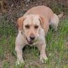 kinderliebe Labradorhündin Connie!
