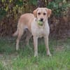 kinderliebe Labradorhündin Connie!