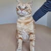 Tasio - wunderhübscher, lieber Kater