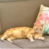 Tasio - wunderhübscher, lieber Kater