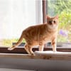 Tasio - wunderhübscher, lieber Kater