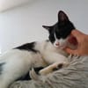 Vito - gesellig , liebevoll, verspielt