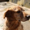 Skipper auf Pflegestelle
