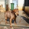 Skipper auf Pflegestelle