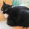 Hübscher Alvin sucht schönes Zuhause