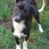 SNOOPY sucht ein liebes Zuhause