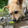 niedliche MELINA sucht ihre Menschen