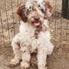 Honey in 86529 Schrobenhausen