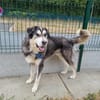 BALTO