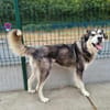 BALTO