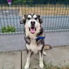 BALTO