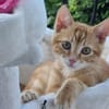 Abricot