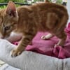 Abricot