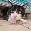 BABOU