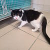 BABOU