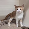 JIMMY A17117