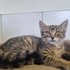ANOUK