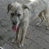LENIE