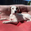SNOOPY