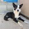 BRUMA (union animal)