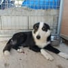 BRUMA (union animal)