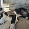 BRUMA (union animal)
