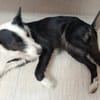BRUMA (union animal)