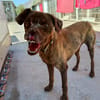 TEETH (union animal)