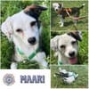 MAARI # Hundemädchen zum Verlieben