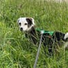 MAARI # Hundemädchen zum Verlieben