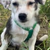 MAARI # Hundemädchen zum Verlieben