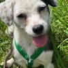 MAARI # Hundemädchen zum Verlieben