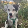 MAARI # Hundemädchen zum Verlieben