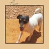 Jack Russel Fan`s aufgepasst: PIXIE :-)
