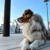 TRAVIS SUCHT ERFAHRENE HUNDEMENSCHEN