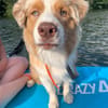 TRAVIS SUCHT ERFAHRENE HUNDEMENSCHEN