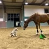 TRAVIS SUCHT ERFAHRENE HUNDEMENSCHEN