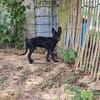 Blackbeauty SALA