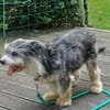 BUBI sucht liebevolles Zuhause für immer