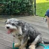 BUBI sucht liebevolles Zuhause für immer