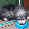 BUBI sucht liebevolles Zuhause für immer