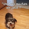 BUBI sucht liebevolles Zuhause für immer