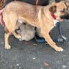 Chilly - verspielter Jungrüde