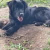Herzenshund Jamie sucht zuhause