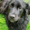 Herzenshund Jamie sucht zuhause