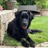 Herzenshund Jamie sucht zuhause