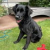 Herzenshund Jamie sucht zuhause