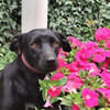 Yuma - sucht ihr erstes Zuhause