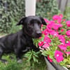 Yuma - sucht ihr erstes Zuhause