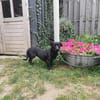 Yuma - sucht ihr erstes Zuhause
